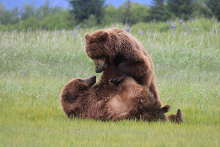 Illustration for article titled Please Enjoy This Gallery Of Amazing Bear Photos